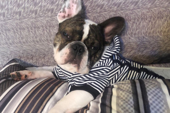 养法斗一个月的费用，法斗犬每月开销在400～1000元
