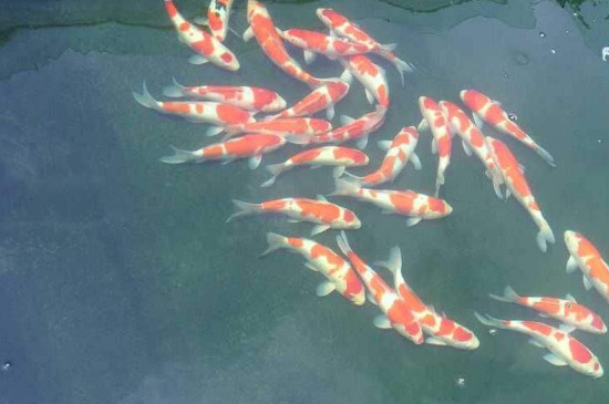 锦鲤鱼怎么养才不会死