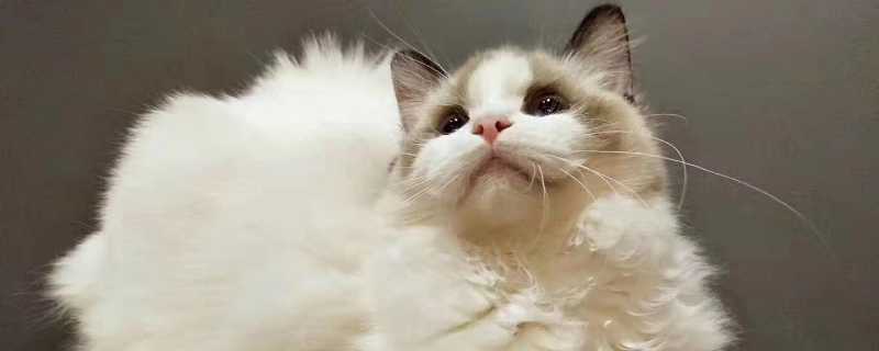 猫能吃板栗吗