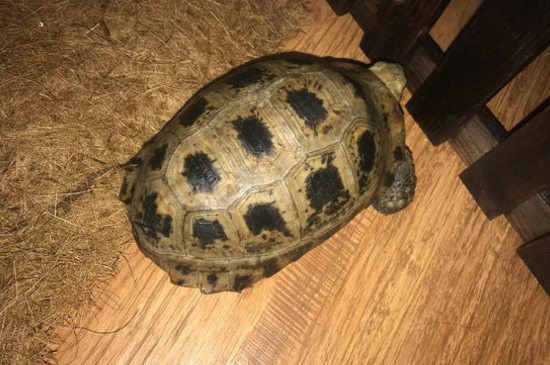 缅陆不吃龟粮怎么办