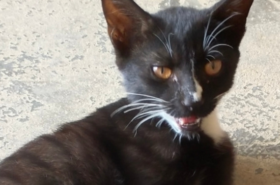 猫咪为啥喜欢睡在主人边上