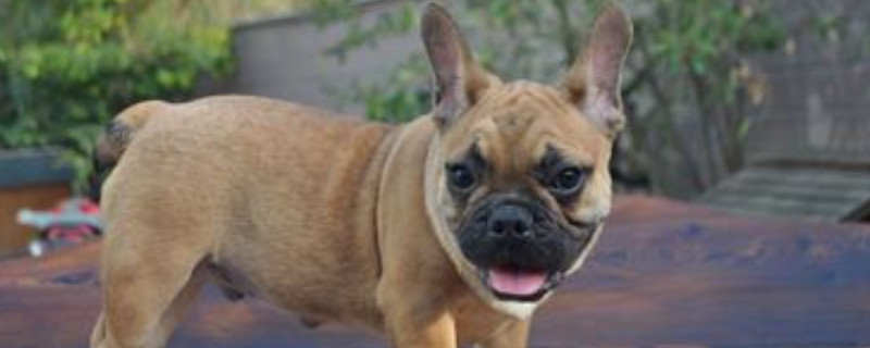 英国斗牛犬能吃香蕉吗