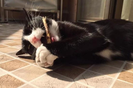 木天蓼棒对猫有危害么