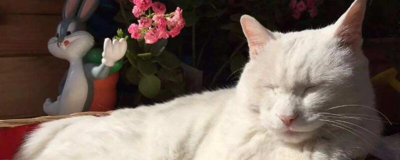 猫咪几个月发情，小猫多大会进入发情期