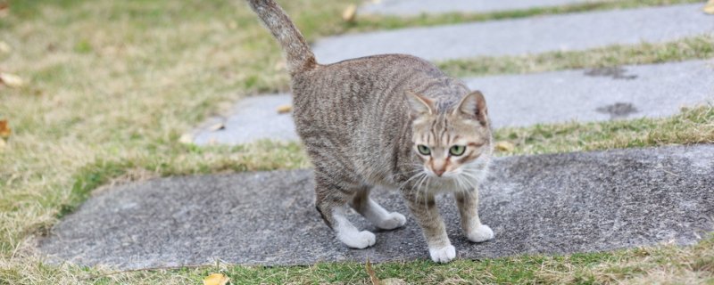 猫和猫打架会出猫命吗