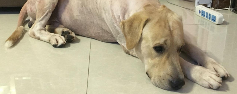 拉布拉多犬瘟的症状