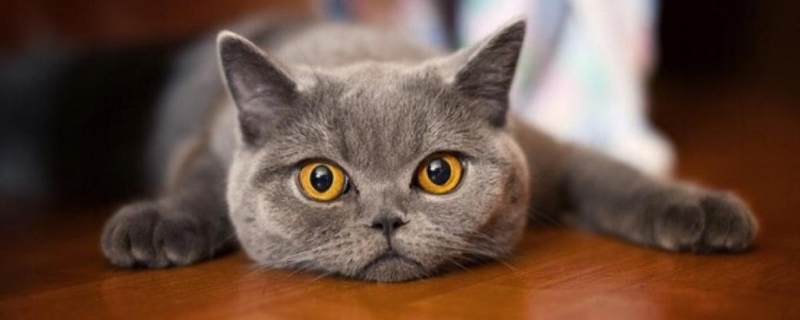 猫牙掉了还会长出来吗