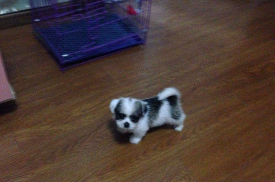 狗狗尿黄是什么原因