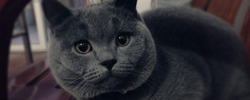 英短耐寒能力