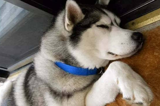 狗狗心衰晚期走之前痛苦吗