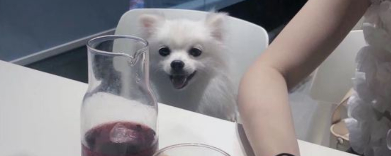 比熊犬和博美的区别