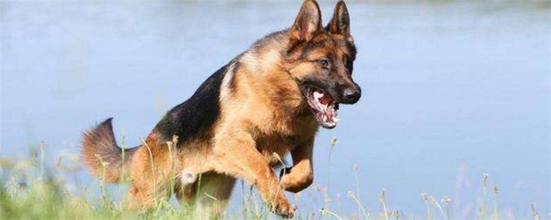 搜救犬品种