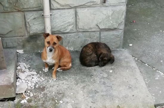 狗蜱虫怎么去除，宠物狗身上蜱虫的治疗