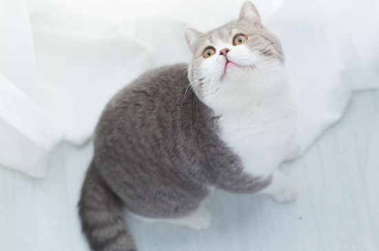 绝育很久公猫乱尿的原因