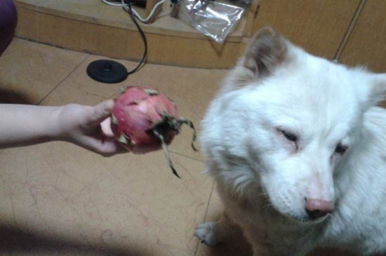 狗狗可以吃火龙果吗