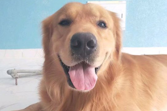 金毛犬适合家养吗