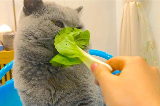 猫咪嘴巴很臭怎么办