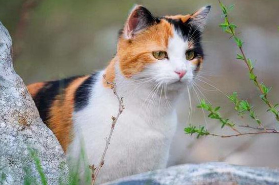 猫咪入秋后食欲下降怎么回事