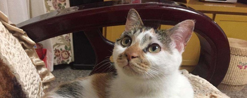 母猫绝育线不拆的后果
