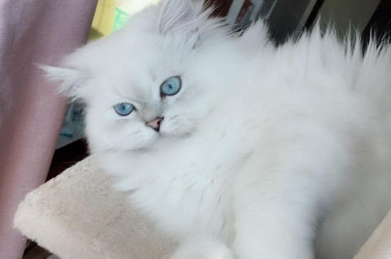 猫会嫌弃房子小吗