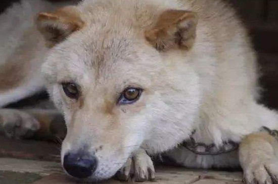 狗狗咬了蟾蜍口吐白沫会死吗