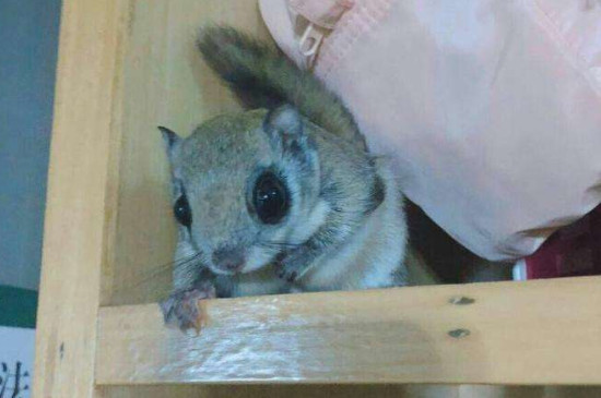 日本飞鼠臭不臭