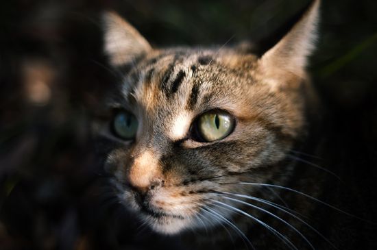 猫咬猫后颈是什么意思