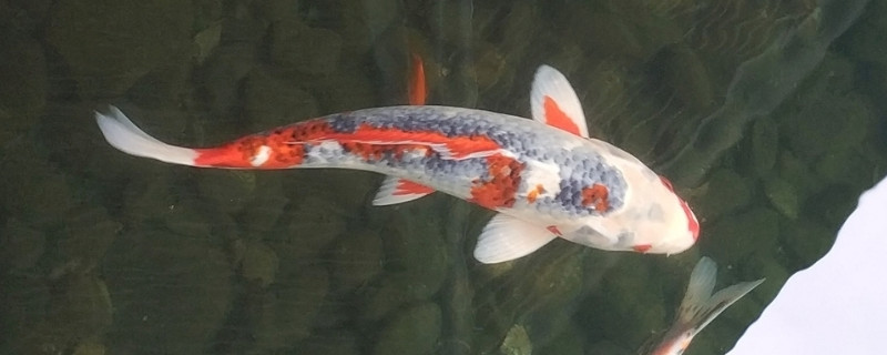 观赏鱼锦鲤能吃吗