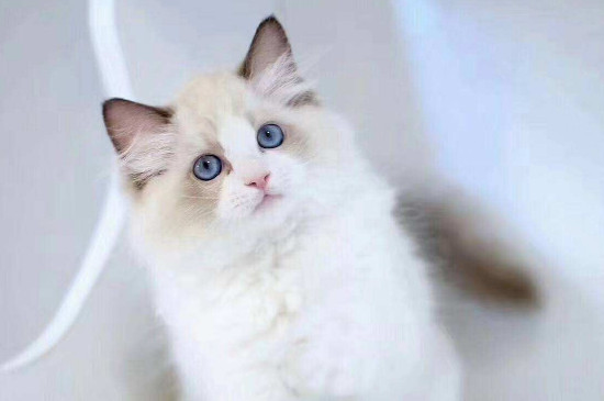 布偶猫为什么这么贵，什么原因导致布偶猫价格如此高