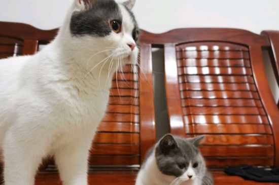 猫尿味怎么去除