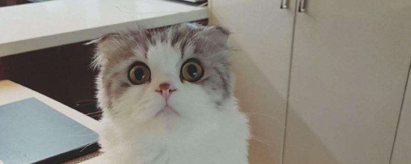 猫过敏的症状怎么消除