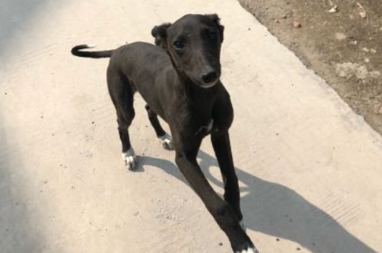幼年灵缇犬多少钱一只，纯种灵缇犬幼崽什么价格