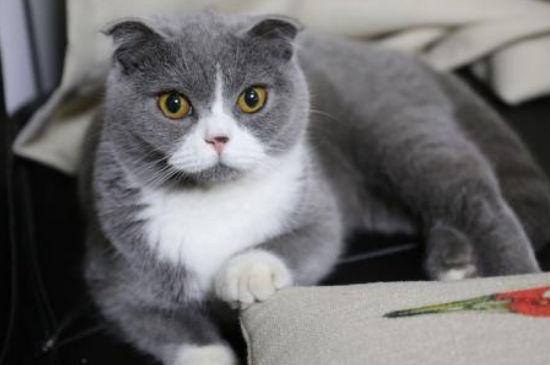 蓝猫公猫多大开始发情