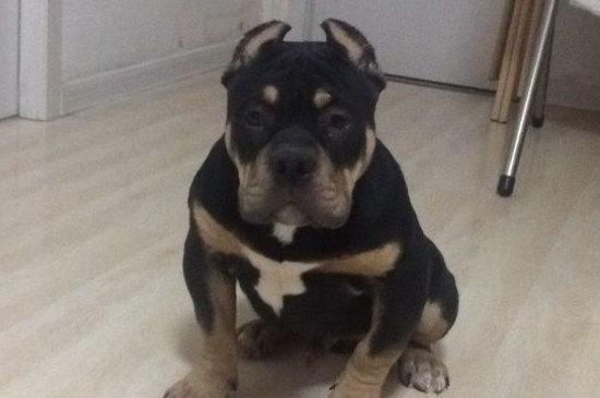 恶霸犬为啥养的都后悔