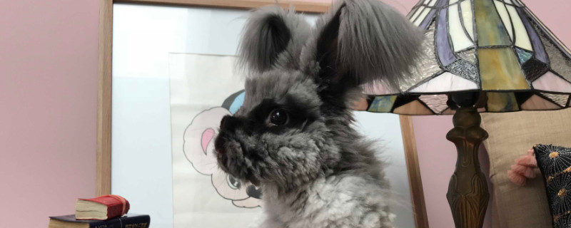 安哥拉兔可以和猫一起养么