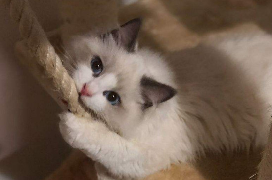 猫鼻支是什么