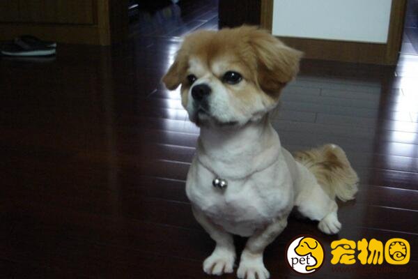 袖狗多少钱一只，比吉娃娃还小好多的超小型西藏猎犬
