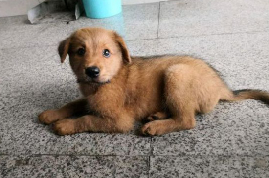 狗蛔虫吃什么药