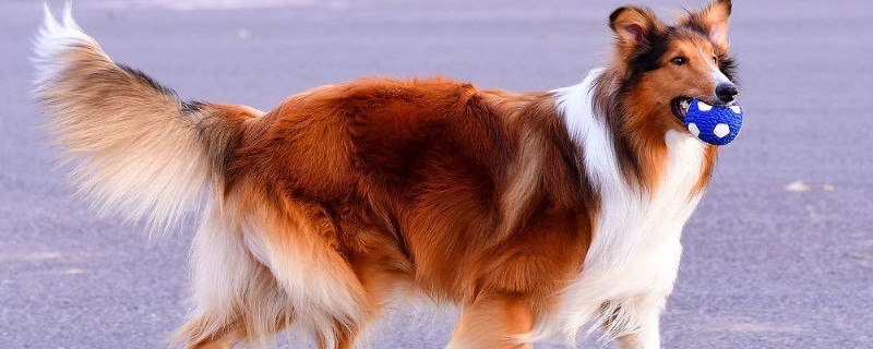 苏格兰牧羊犬和边牧的区别