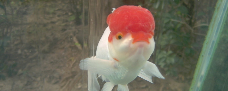新买鹦鹉鱼怎么过水