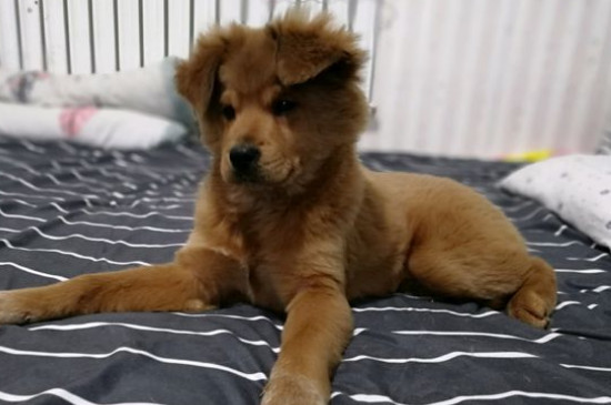 狗狗得犬瘟的初期症状