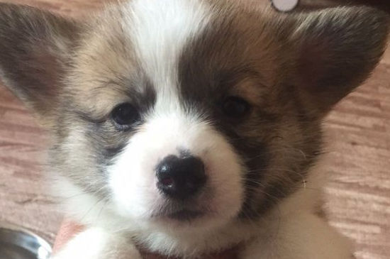 怀孕了可以养宠物狗吗