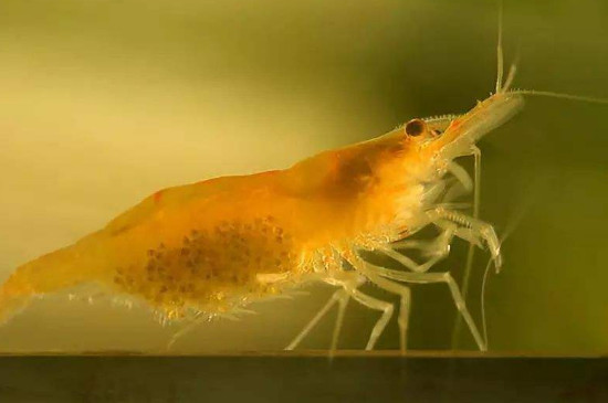 观赏虾不喂食会饿死么