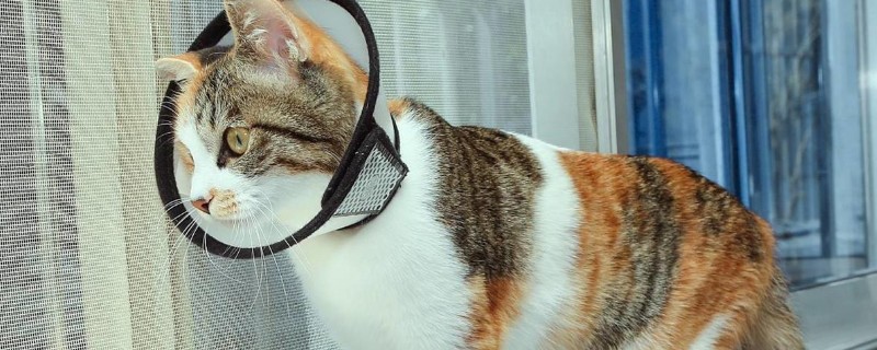 猫咪绝育注意事项