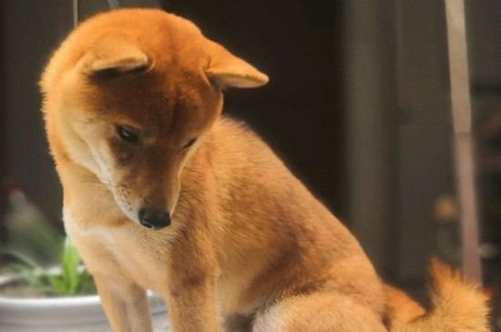 日本豆柴犬价格一般多少钱，纯种价钱至少需要10000元