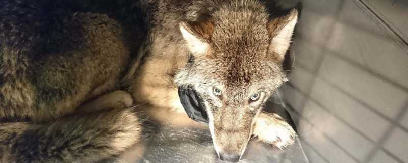 比特犬和狼那个厉害