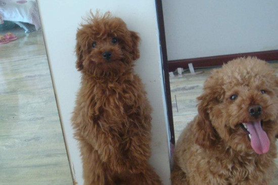 泰迪犬怎么训练