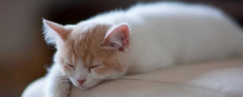 猫咪想上厕所的前兆