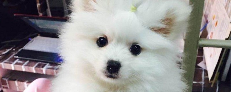 母狗来月经多久一次