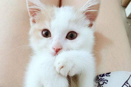 小猫打喷嚏流鼻涕